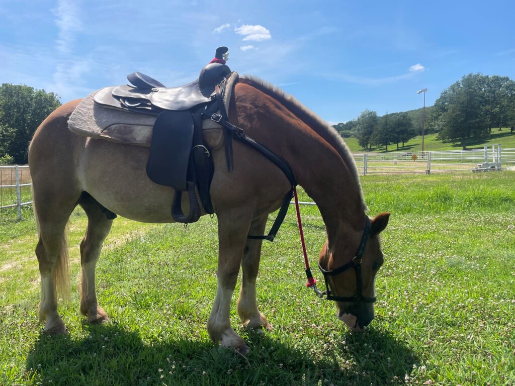 a light brown horse that is saddled and eating grass